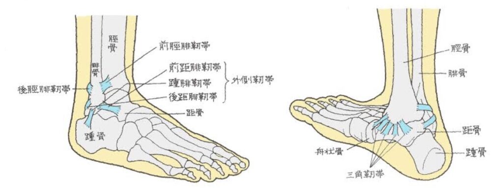 足の構造の写真
